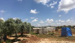 Des tentes de fortune sont installées au milieu d'une oliveraie aux abords d'un camp de personnes déplacées d'Idlib. Syrie. 2018.