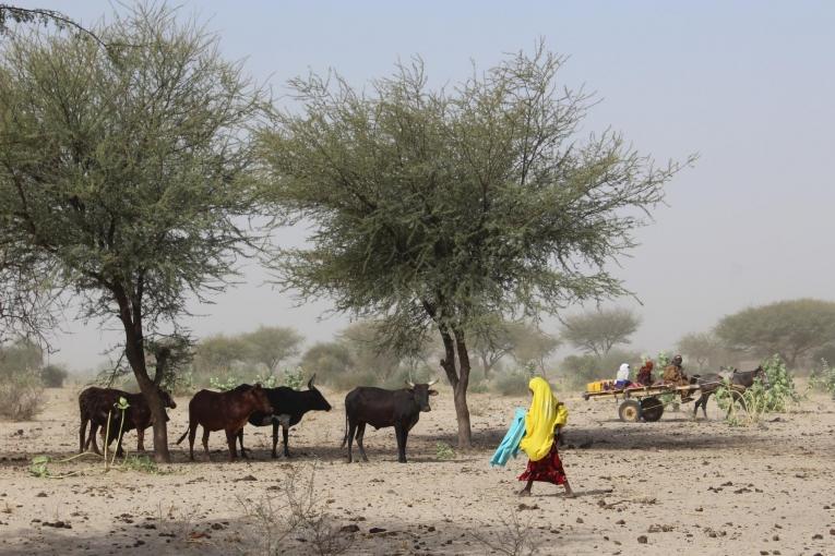 Une grande partie de l'économie locale du Tchad dépend de l'élevage de bétail comme les vaches, les chèvres et les chameaux. A cause d'un manque de pluie et d'une très mauvaise récolte cette année, il est devenu difficile pour les agriculteurs de nourrir leurs animaux. Certains ont emmené leur bétail vers le sud pour trouver des pâturages ou vendre leurs animaux.