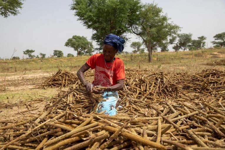 Le millet perlé est un aliment de base très apprécié dans le sud du Niger. En raison de la répartition inégale des pluies, la quantité récoltée diminue et la qualité varie, augmentant ainsi l'insécurité alimentaire. Octobre 2021.