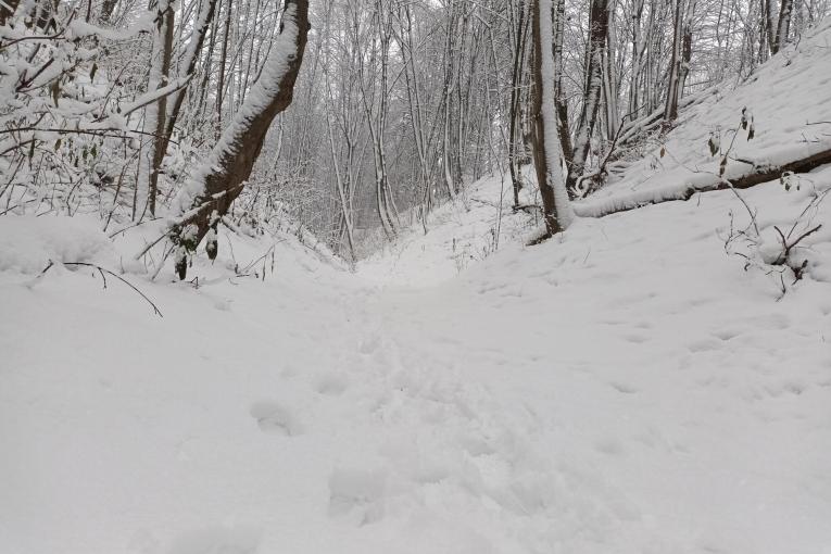 Forêt - Traces dans la neige