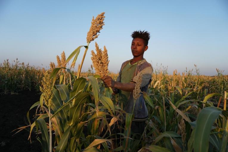 Un travailleur agricole dans un champ de sorgho à une demi-heure de voiture de la ville d'Abdurafi.&nbsp;2018. Éthiopie.
 © Susanne Doettling/MSF