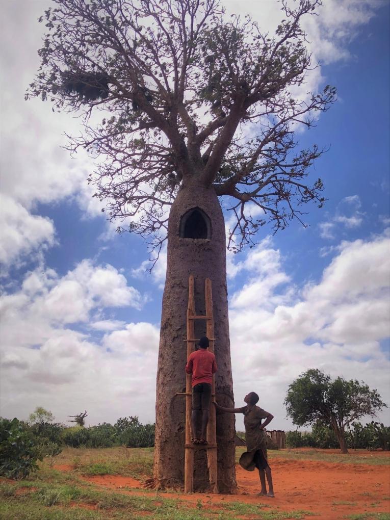 Sahondra et son mari recueillent l'eau de pluie dans un baobab servant de réservoir d'eau.
 © Lucille Guenier/MSF