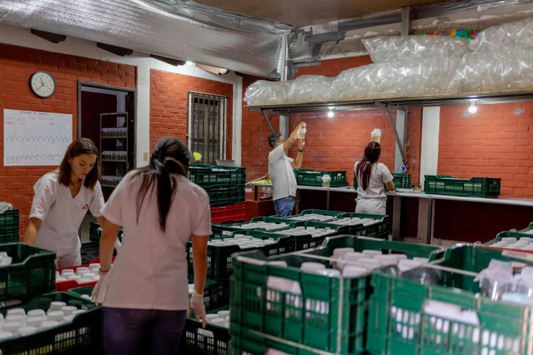 Les moustiques porteurs de Wolbachia sont élevés dans l'insectarium MSF et seront relâchés dans un quartier de Tegucicalpa pendant six mois.
 © Martín Cálix