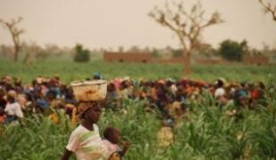 Distribution d'aliments supplémentaires prêts à l'emploi par MSF et Forsani dans le district de Madarounfa au Niger  Juillet 2010