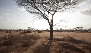 Dans le camp de Dadaab au Kenya