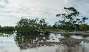 Destructions à proximité de la ville de Buzi. Mozambique. 2019.