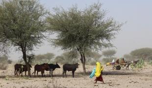 Une grande partie de l'économie locale du Tchad dépend de l'élevage de bétail comme les vaches, les chèvres et les chameaux. A cause d'un manque de pluie et d'une très mauvaise récolte cette année, il est devenu difficile pour les agriculteurs de nourrir leurs animaux. Certains ont emmené leur bétail vers le sud pour trouver des pâturages ou vendre leurs animaux.