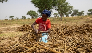 Le millet perlé est un aliment de base très apprécié dans le sud du Niger. En raison de la répartition inégale des pluies, la quantité récoltée diminue et la qualité varie, augmentant ainsi l'insécurité alimentaire. Octobre 2021.