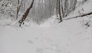 Forêt - Traces dans la neige