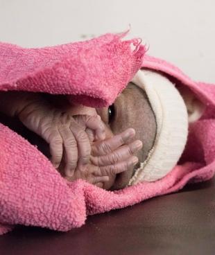 Un nouveau-né à l'hôpital général de Jahun dans l'Etat de Jigawa, au Nigeria. © Maro Verli/MSF