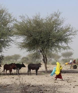 Une grande partie de l'économie locale du Tchad dépend de l'élevage de bétail comme les vaches, les chèvres et les chameaux. A cause d'un manque de pluie et d'une très mauvaise récolte cette année, il est devenu difficile pour les agriculteurs de nourrir leurs animaux. Certains ont emmené leur bétail vers le sud pour trouver des pâturages ou vendre leurs animaux.